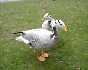 吃瓜娱乐鸭,揭秘娱乐圈幕后故事