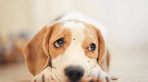 娱乐吃瓜酱送小狗视频,温馨瞬间感动网友